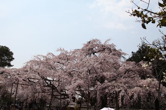 2012 京都醍醐寺の桜 113.JPG