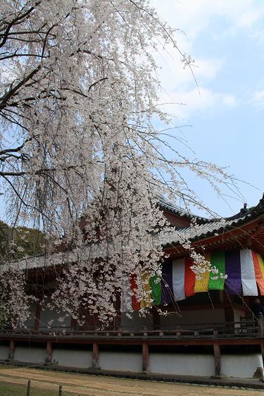 2012 京都醍醐寺の桜 172.JPG