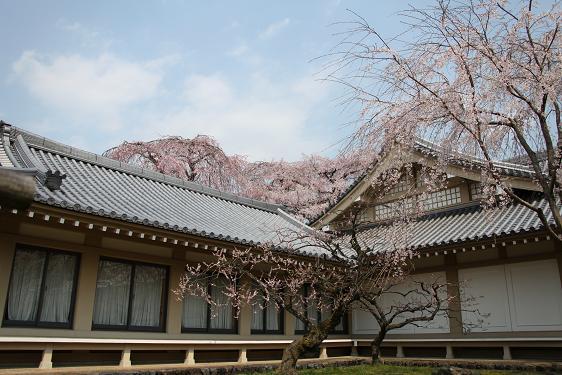2012 京都醍醐寺の桜 212.JPG