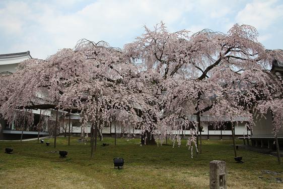 2012 京都醍醐寺の桜 240.JPG