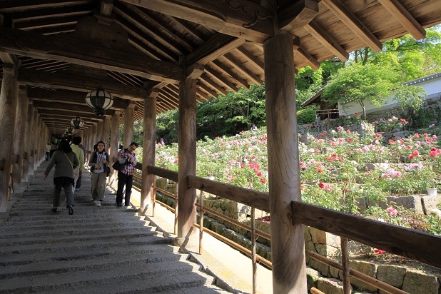 2012 奈良大和路の花の御寺、総本山長谷寺の牡丹 033.JPG